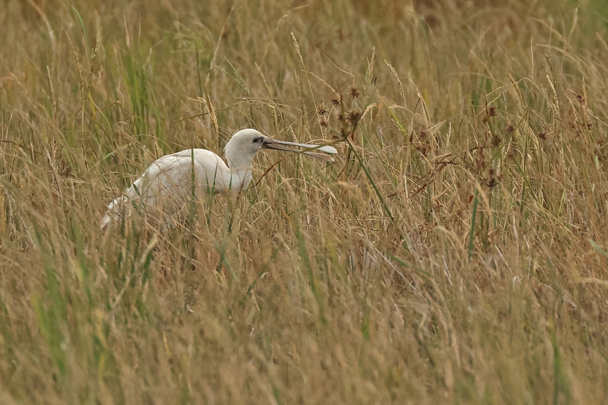 Eurasian Spoonbill - ML645771738