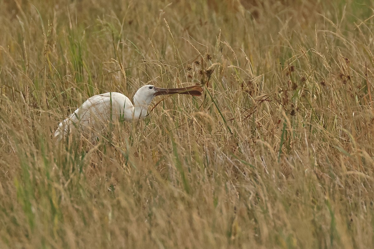 Eurasian Spoonbill - ML645771739