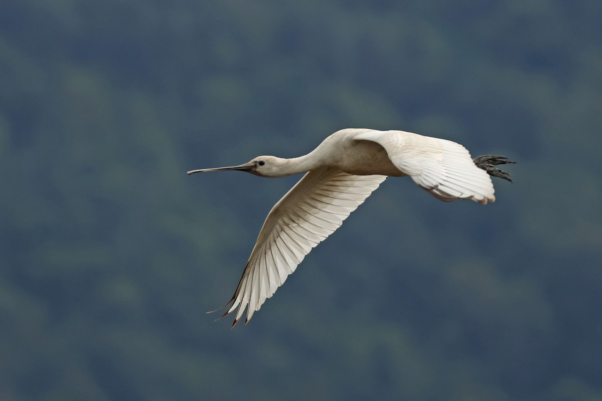Eurasian Spoonbill - ML645771740