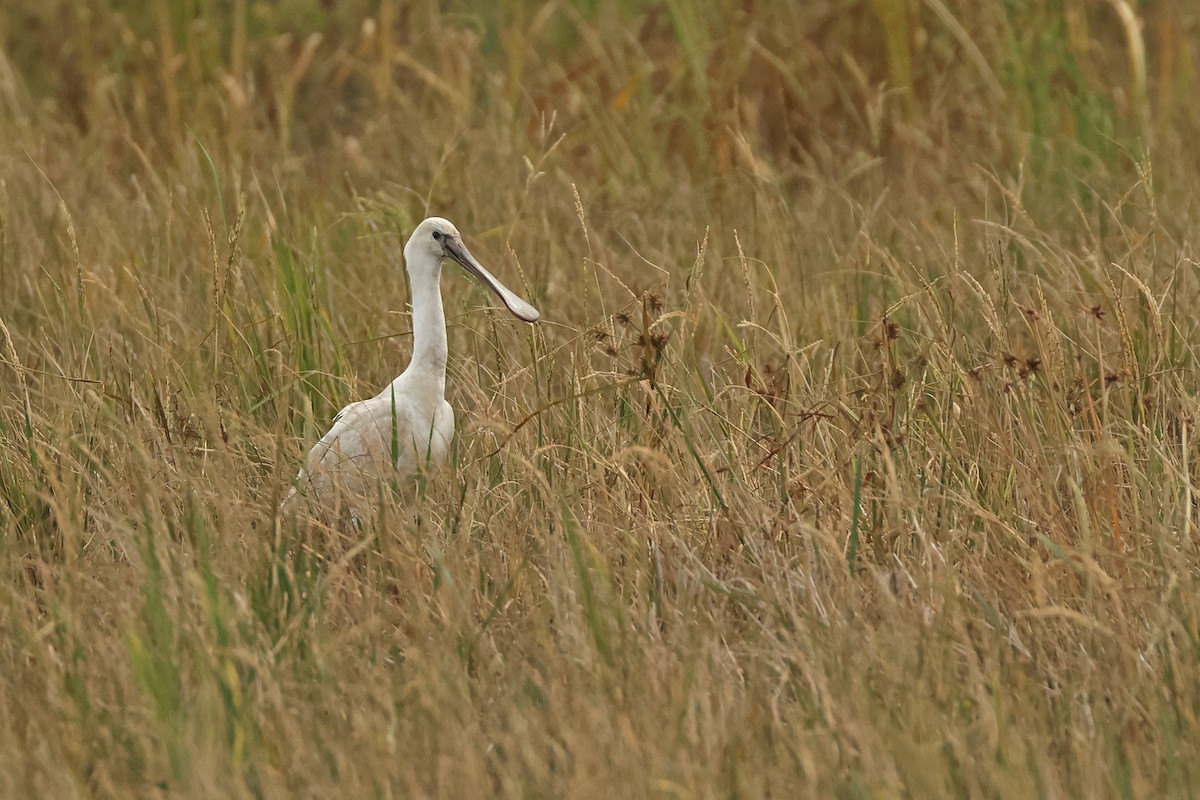 Eurasian Spoonbill - ML645771741