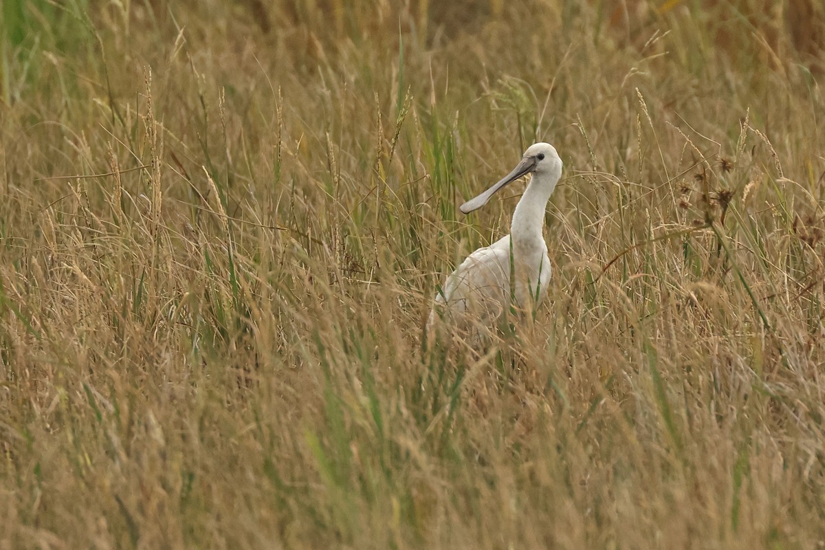 Eurasian Spoonbill - ML645771742