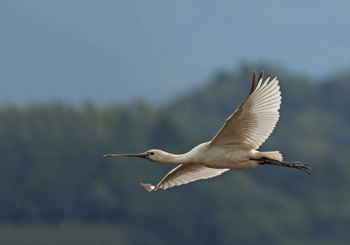 Eurasian Spoonbill - ML645771744