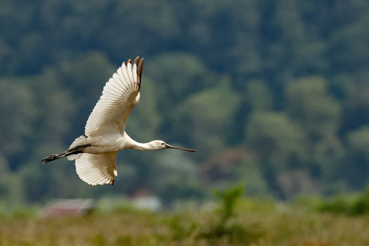 Eurasian Spoonbill - ML645771746