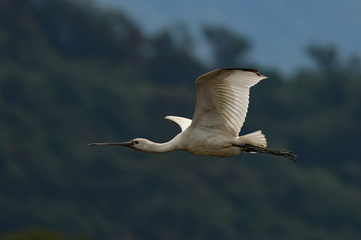 Eurasian Spoonbill - ML645771747