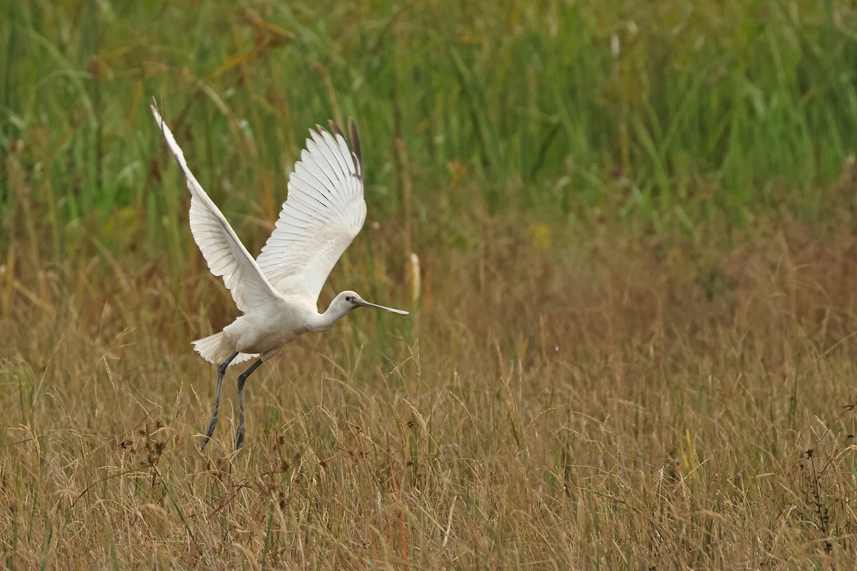 Eurasian Spoonbill - ML645771748