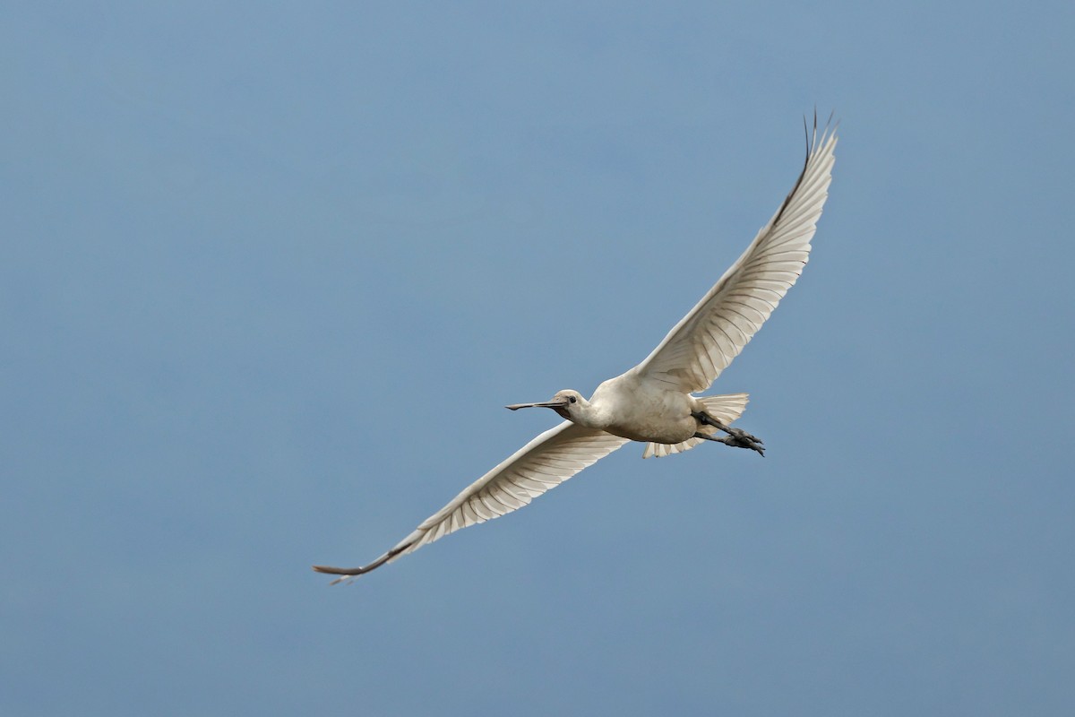 Eurasian Spoonbill - ML645771750