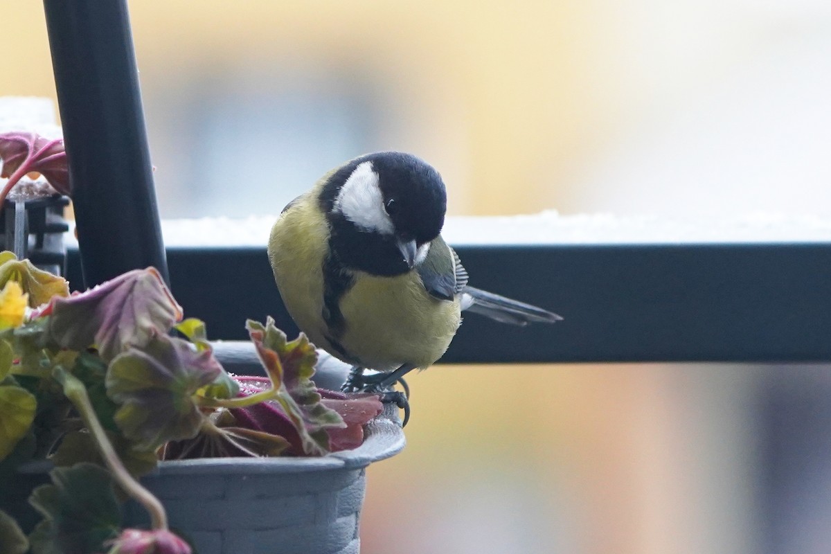 Great Tit - ML645771751