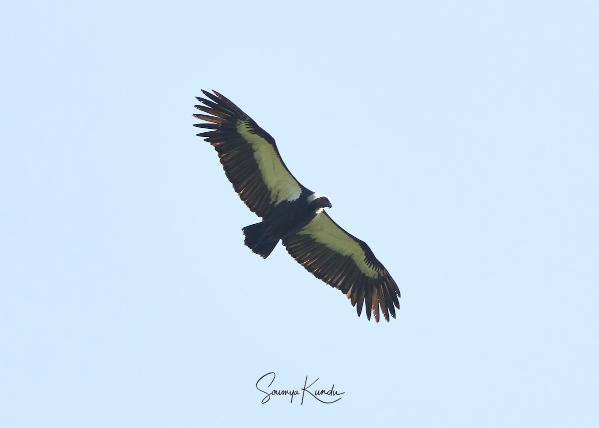 White-rumped Vulture - ML645771752