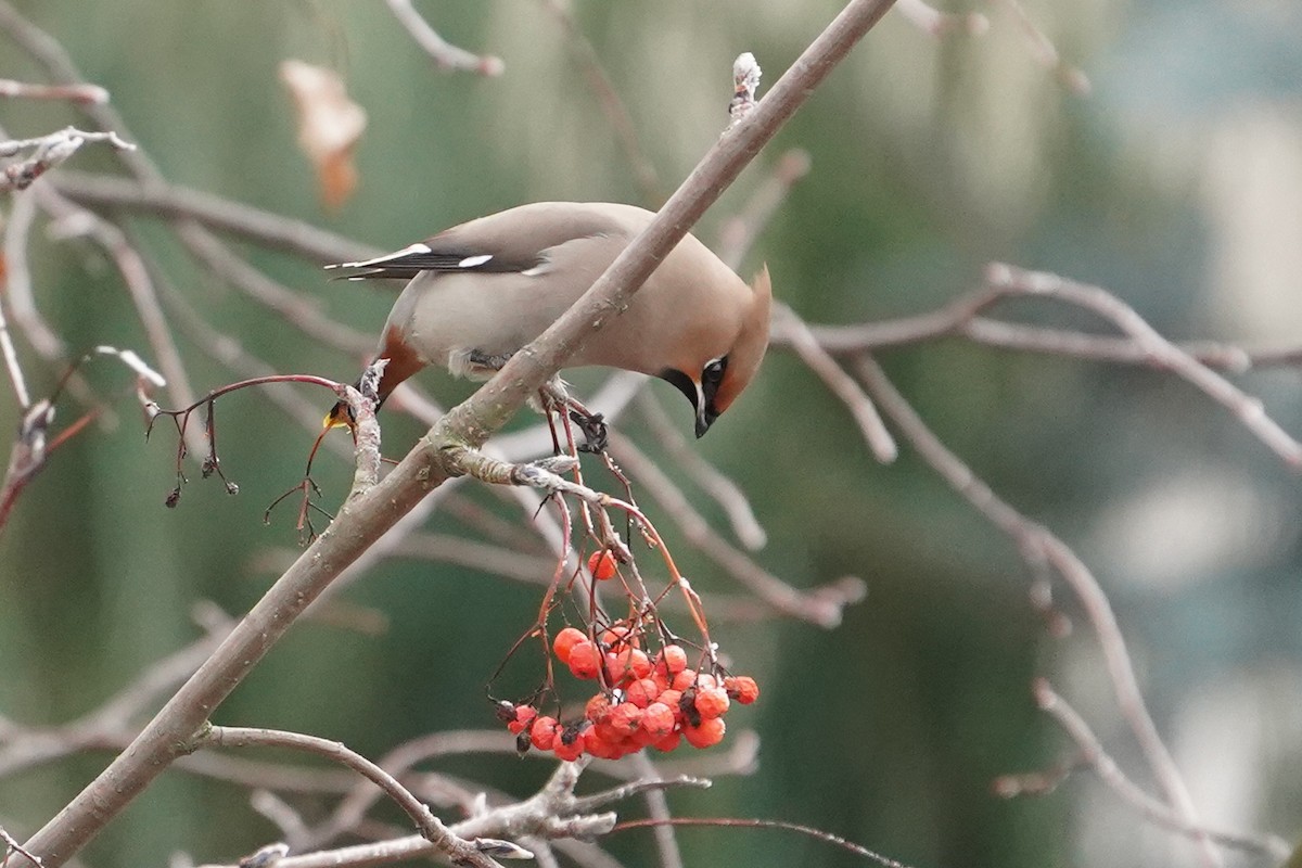 Bohemian Waxwing - ML645771753