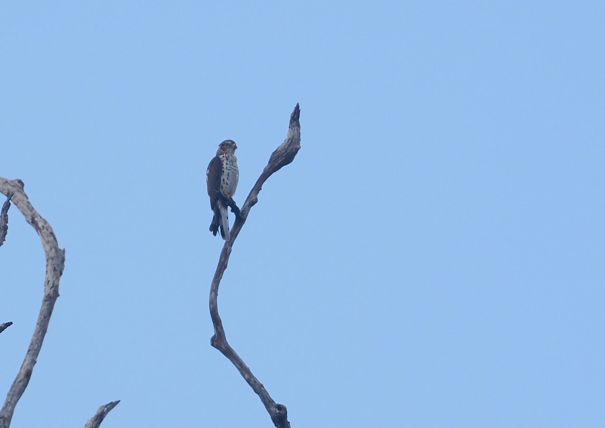 African Cuckoo-Hawk - ML645771754