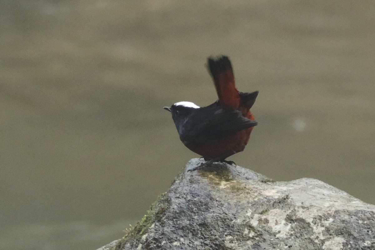 White-capped Redstart - ML645771755