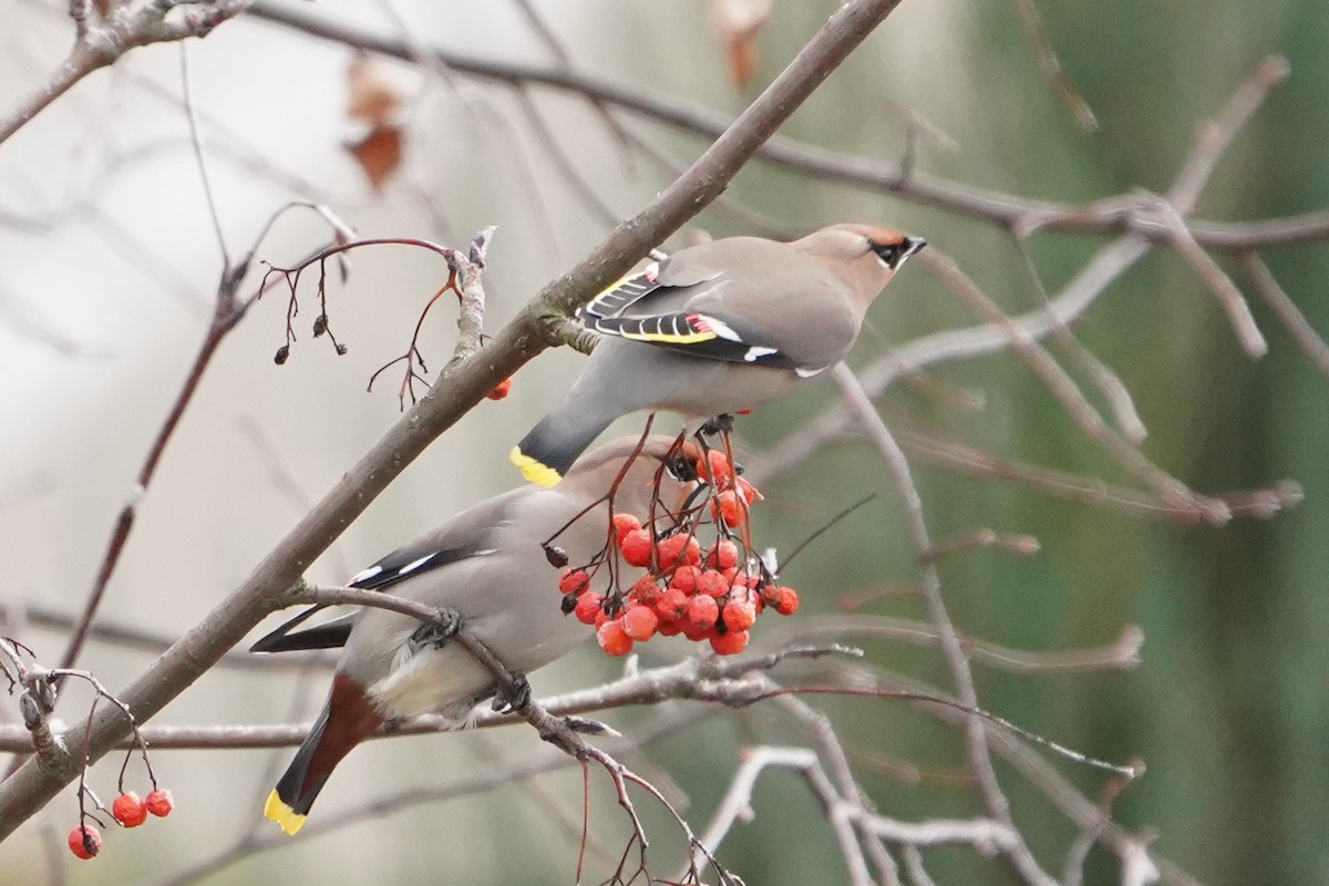 Bohemian Waxwing - ML645771756