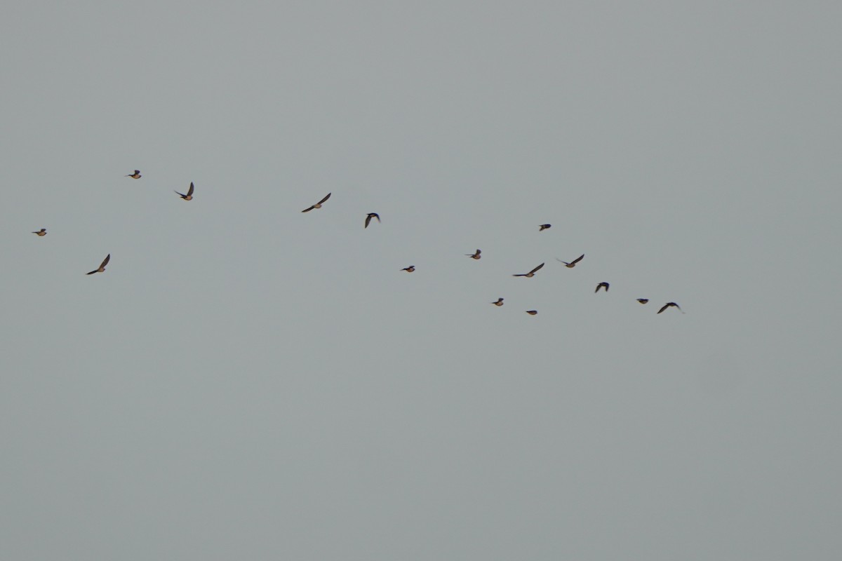 Rosy Starling - ML645771757