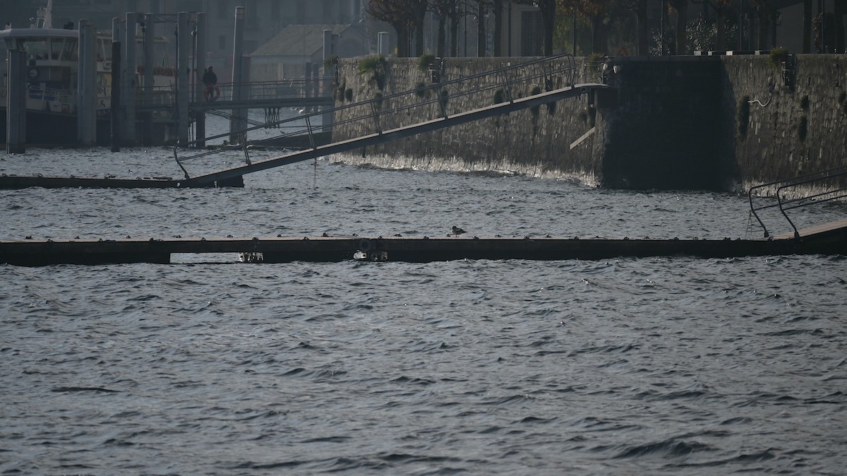 Common Merganser - ML645771758