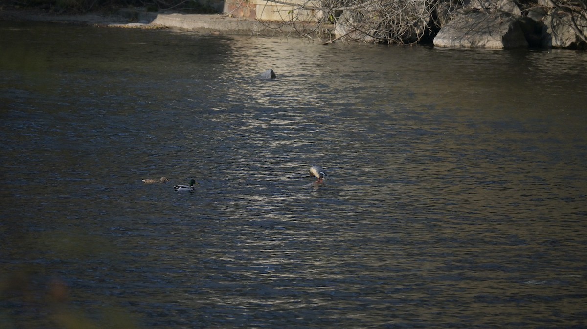 Common Merganser - ML645771759