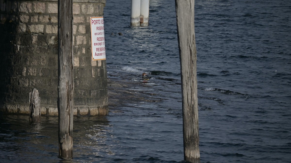 Common Merganser - ML645771760