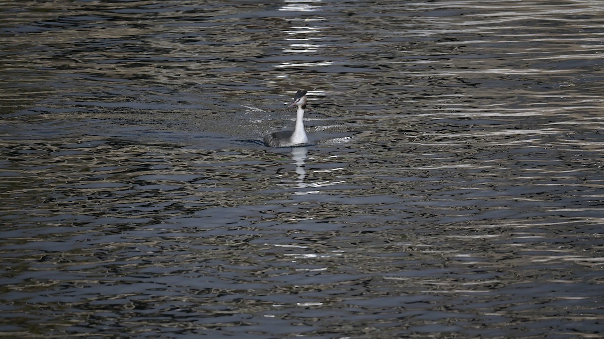 Great Crested Grebe - ML645771762