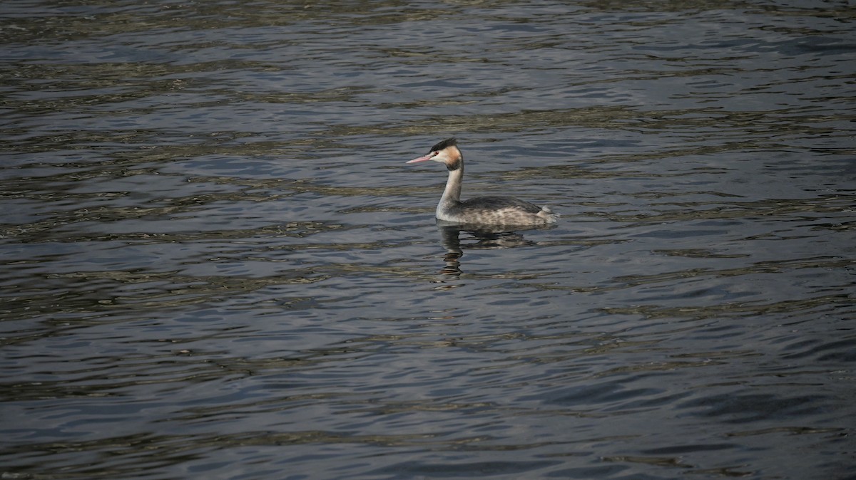 Great Crested Grebe - ML645771763