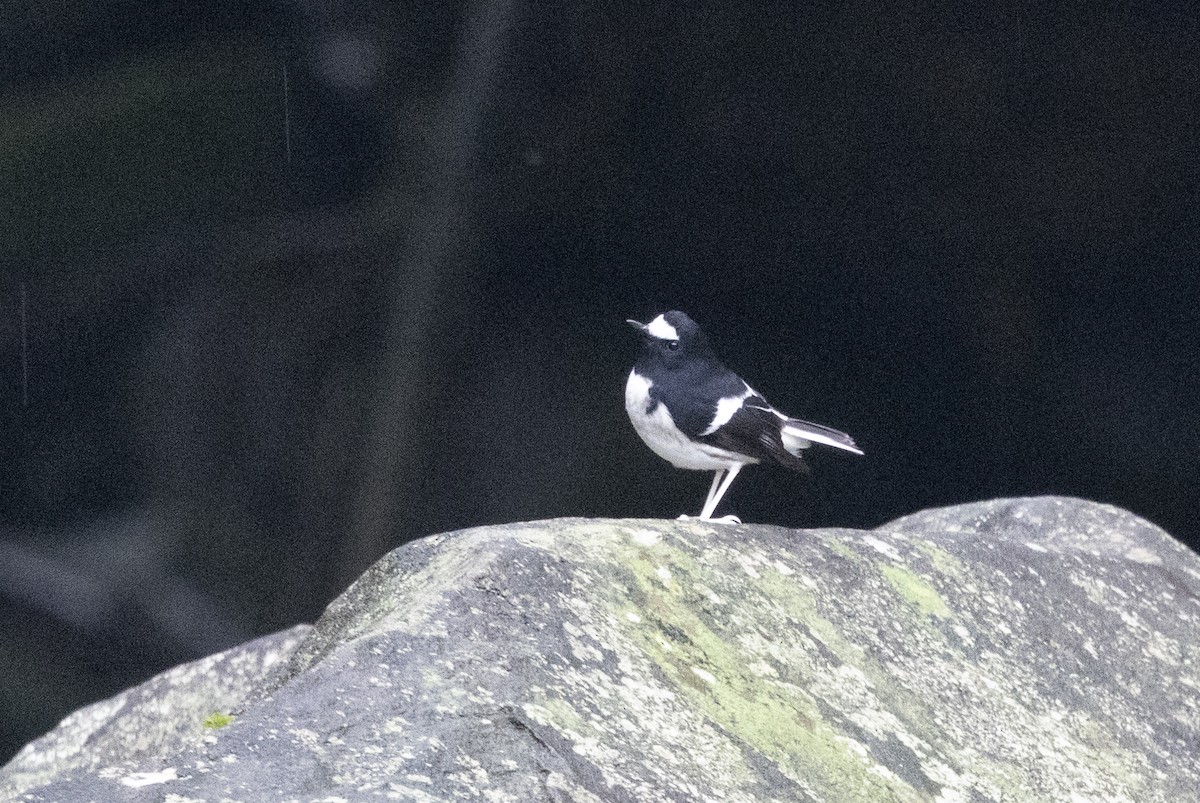 Little Forktail - ML645771768