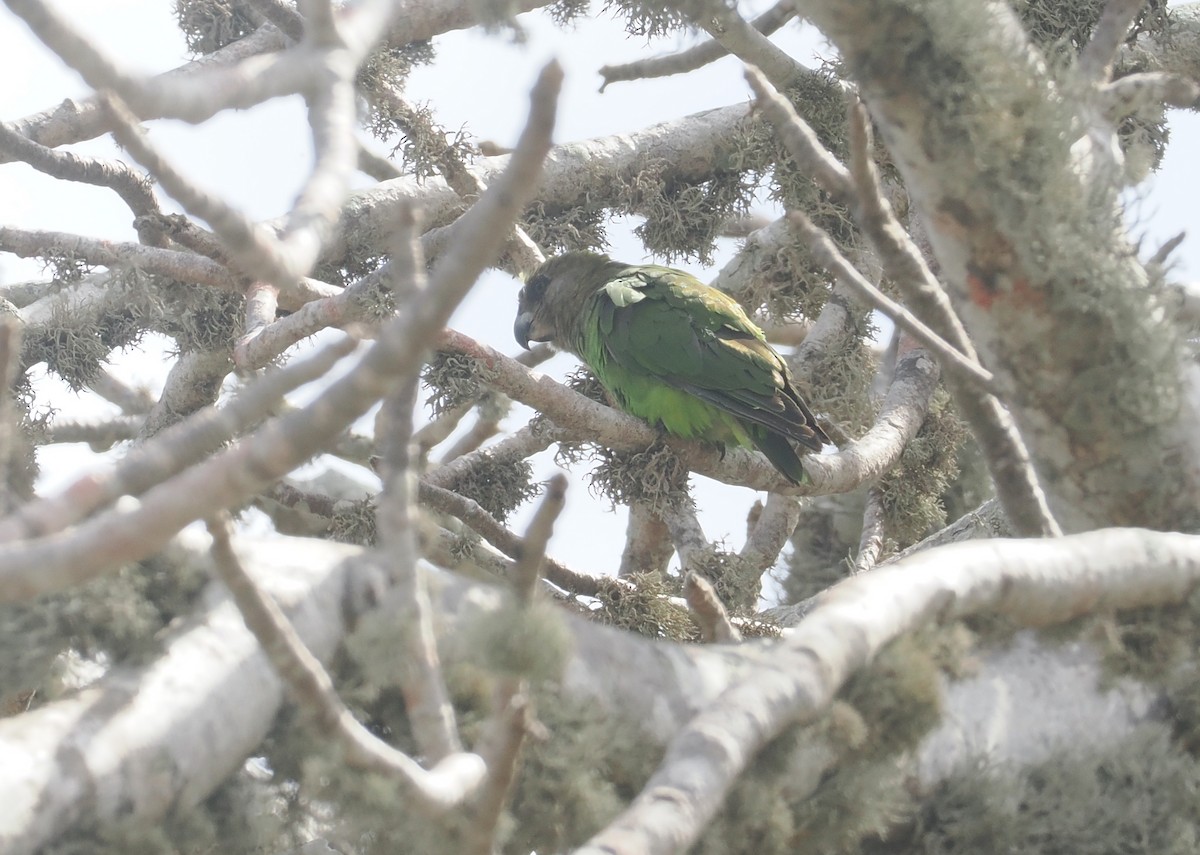 チャガシラハネナガインコ - ML645771770
