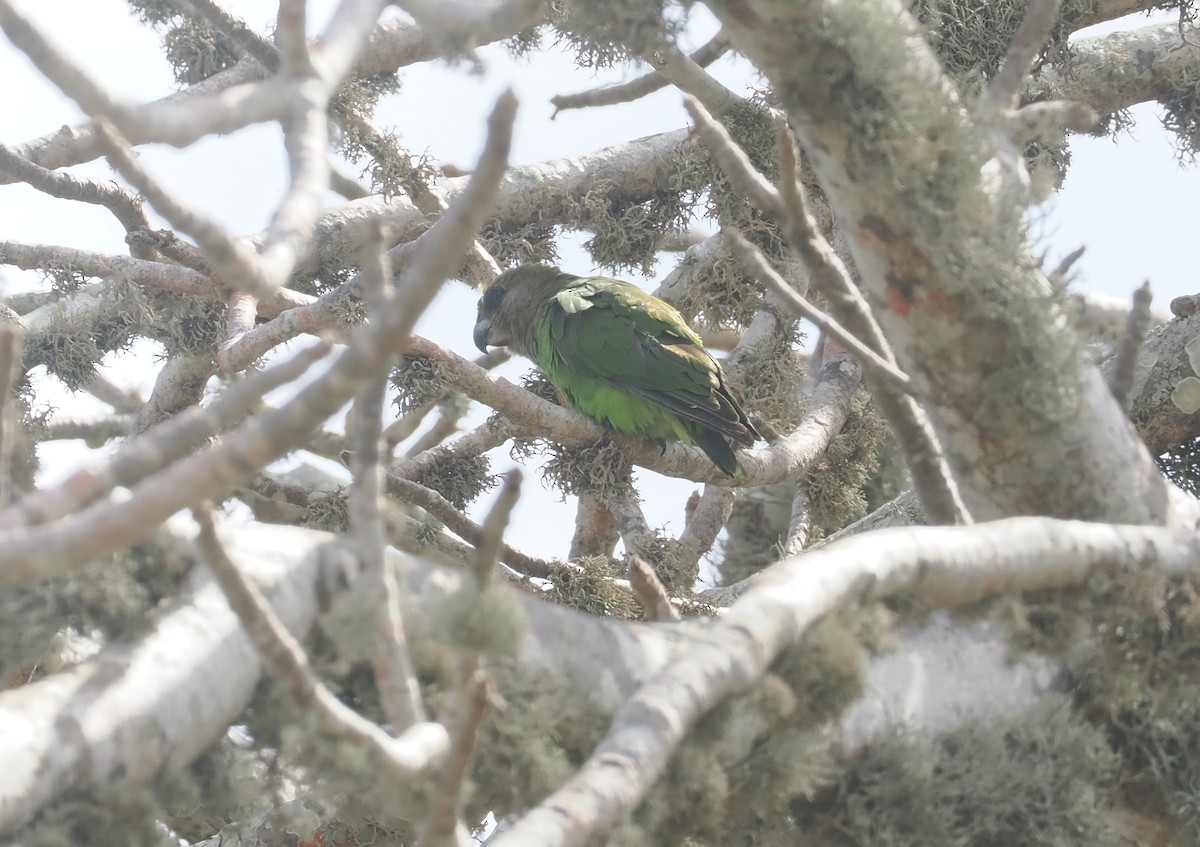 チャガシラハネナガインコ - ML645771773