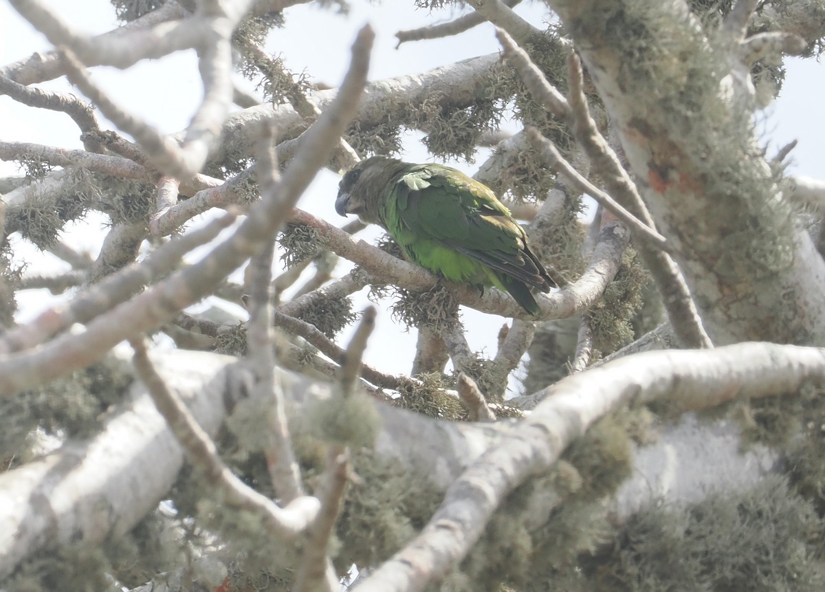チャガシラハネナガインコ - ML645771776