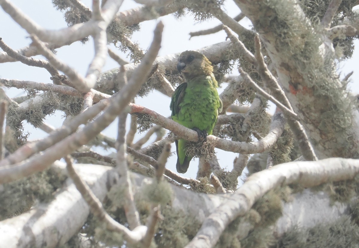 チャガシラハネナガインコ - ML645771777