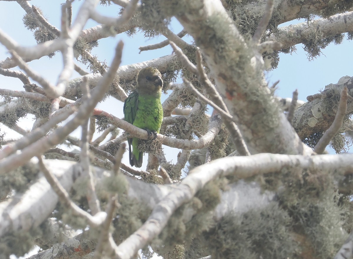 チャガシラハネナガインコ - ML645771778