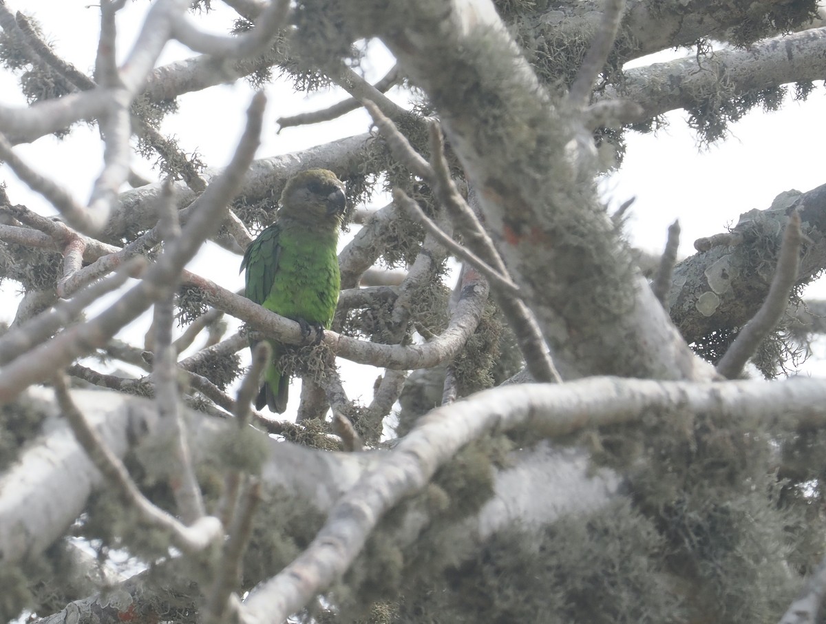 チャガシラハネナガインコ - ML645771782