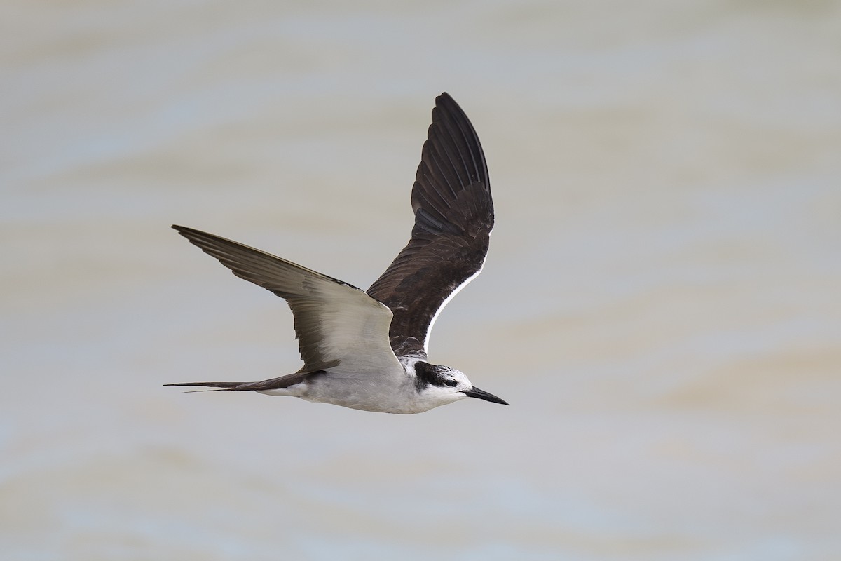 Bridled Tern - ML645771807