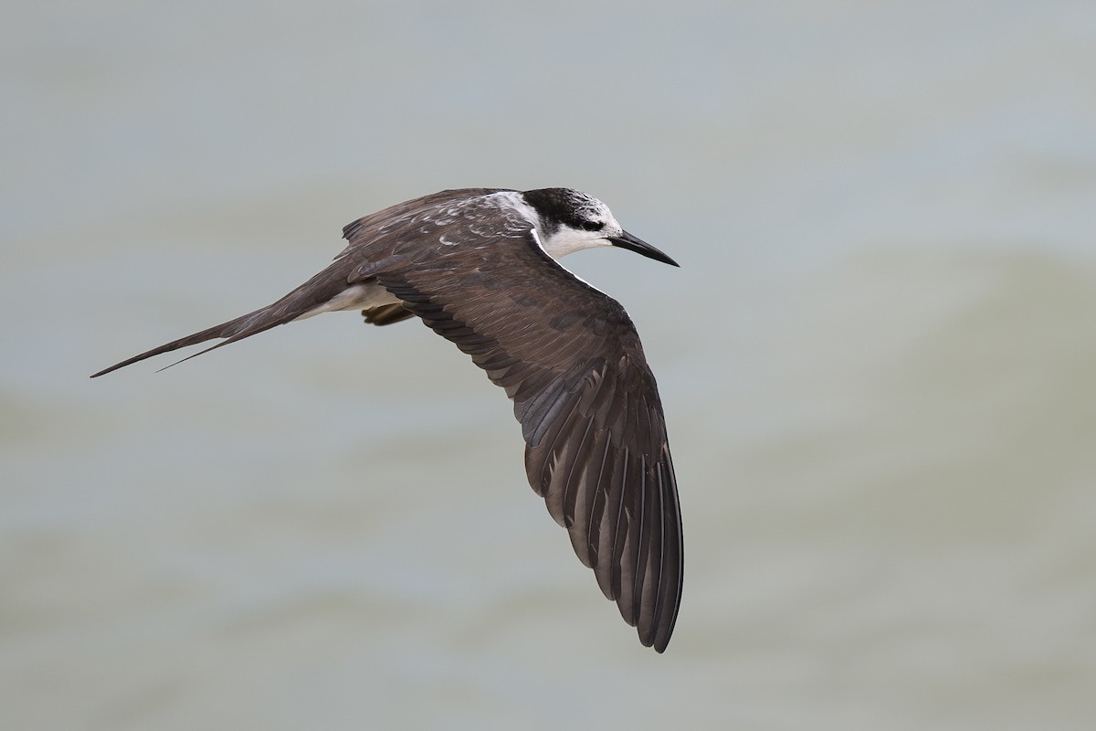 Bridled Tern - ML645771812