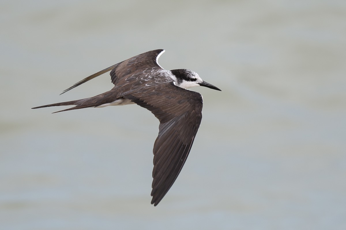 Bridled Tern - ML645771813