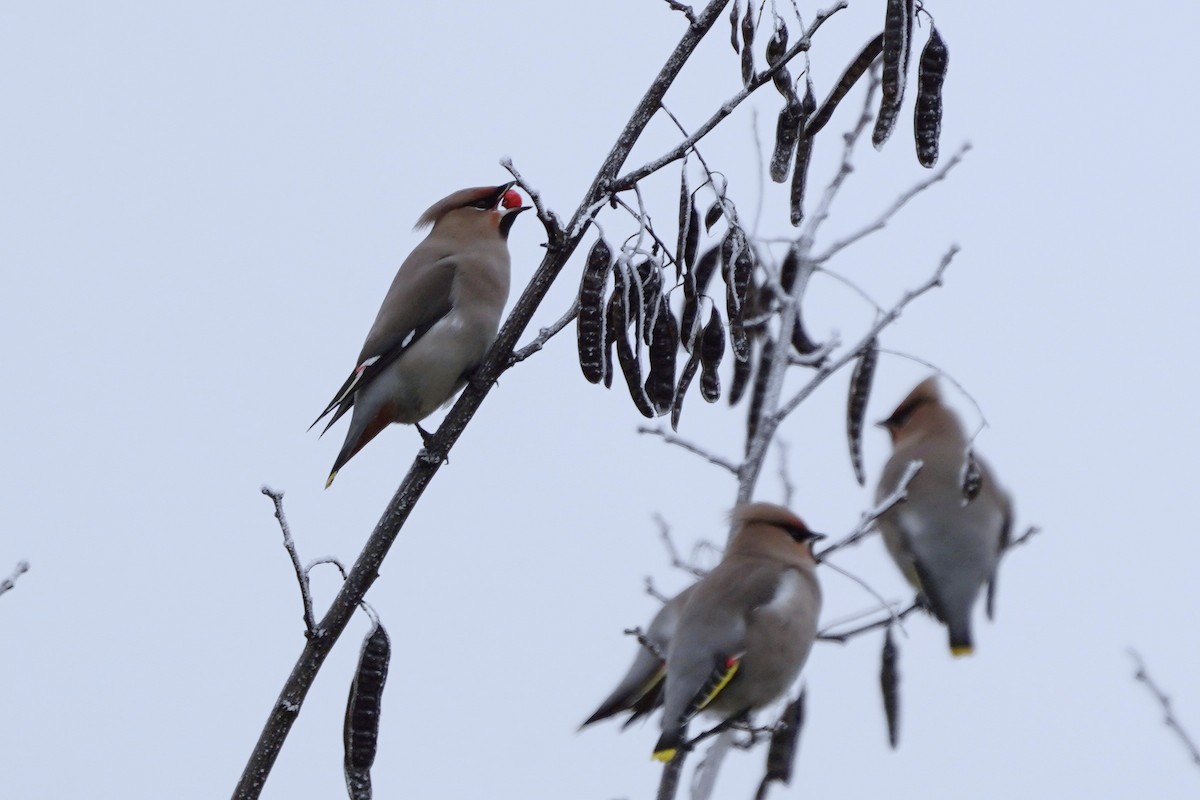 Buztanori boreala - ML645771815