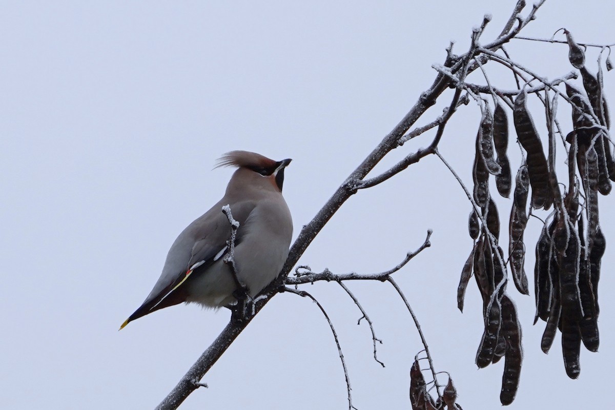 Buztanori boreala - ML645771819