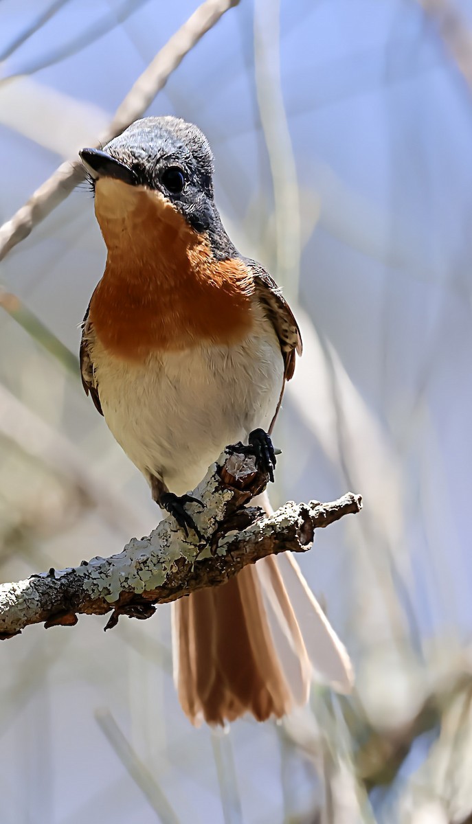 Leaden Flycatcher - ML645771823