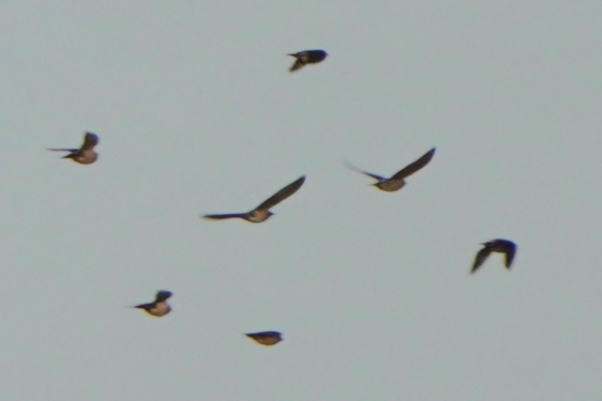 Rosy Starling - ML645771826