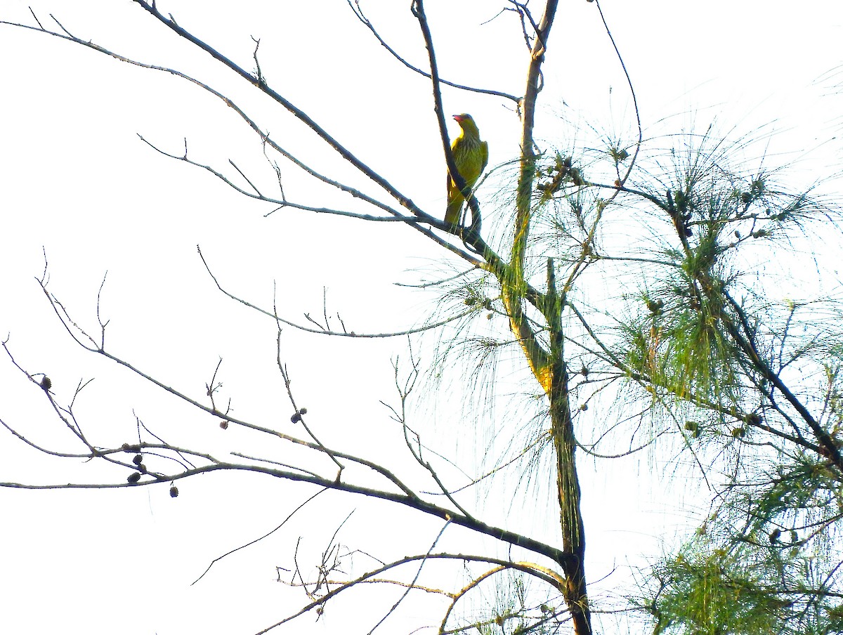 Indian Golden Oriole - ML645771827
