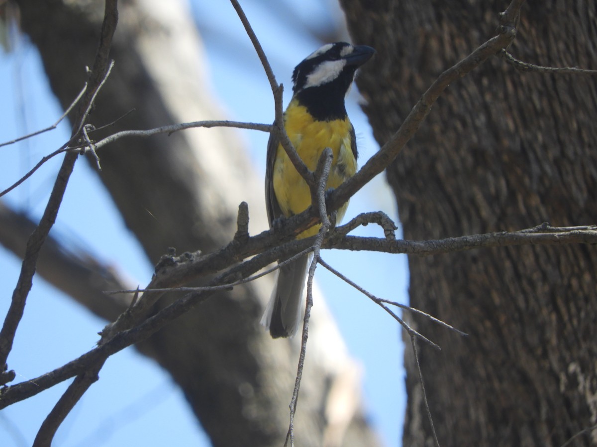 Eastern Shrike-tit - ML645771840