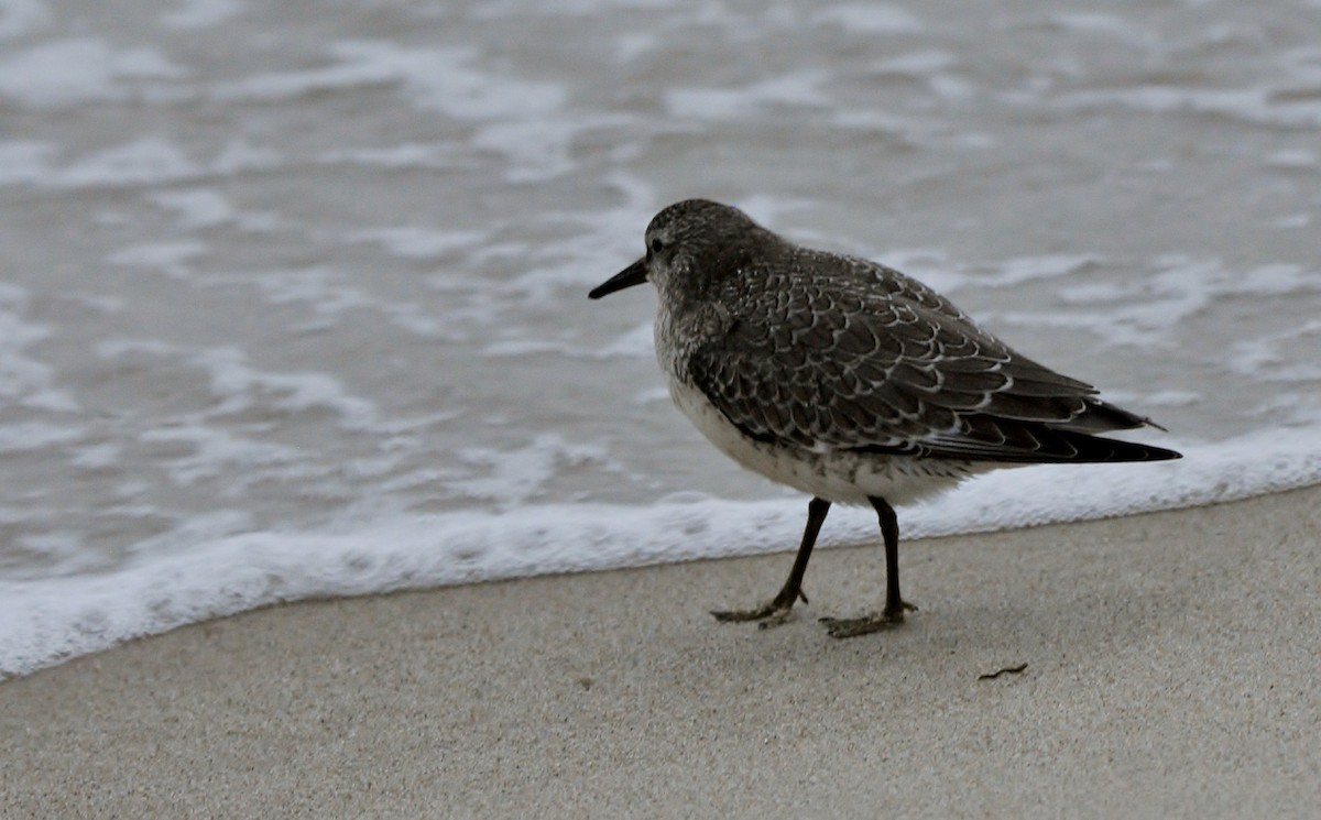 Red Knot - ML645771842