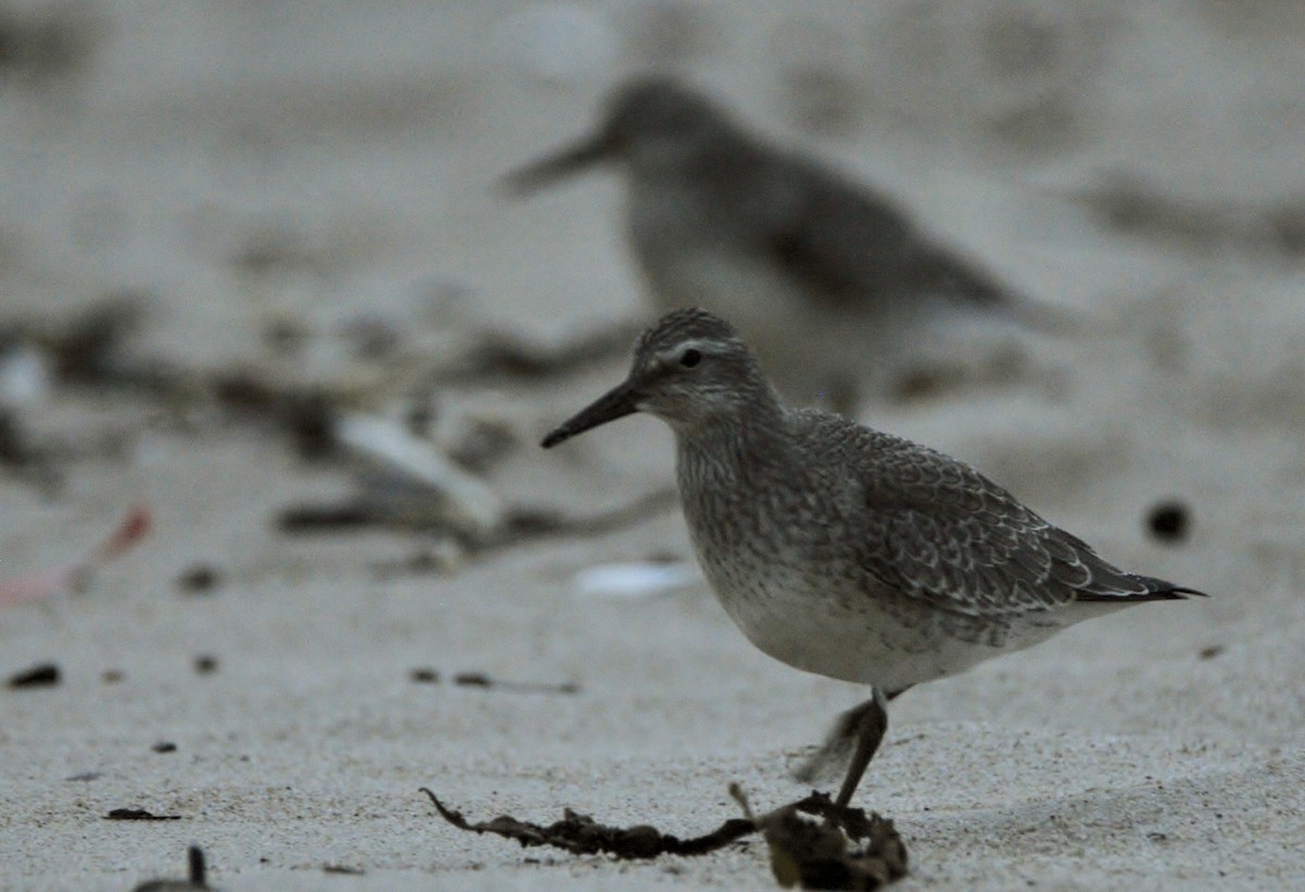 Red Knot - ML645771843