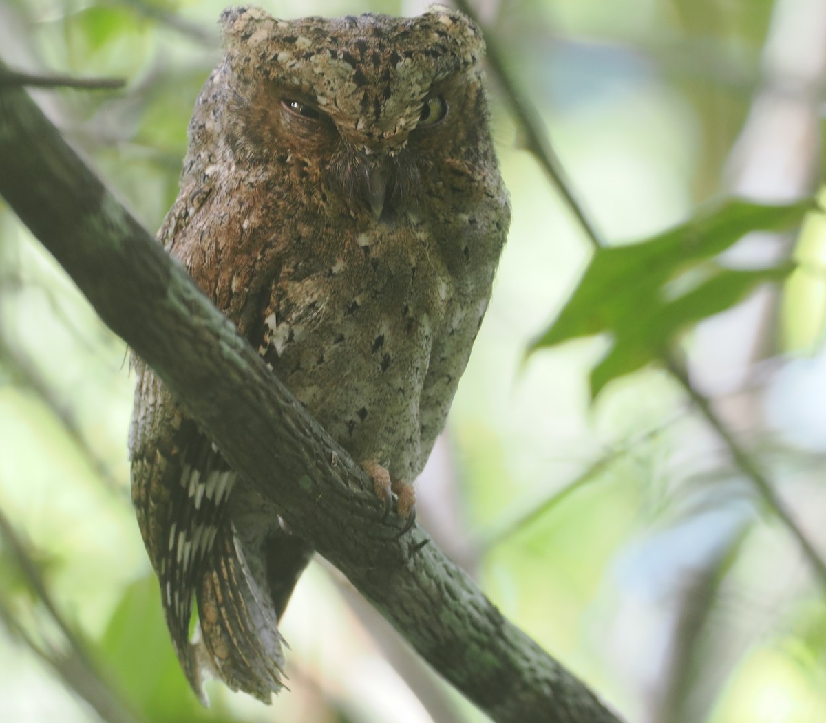 Sokoke Scops-Owl - ML645771859