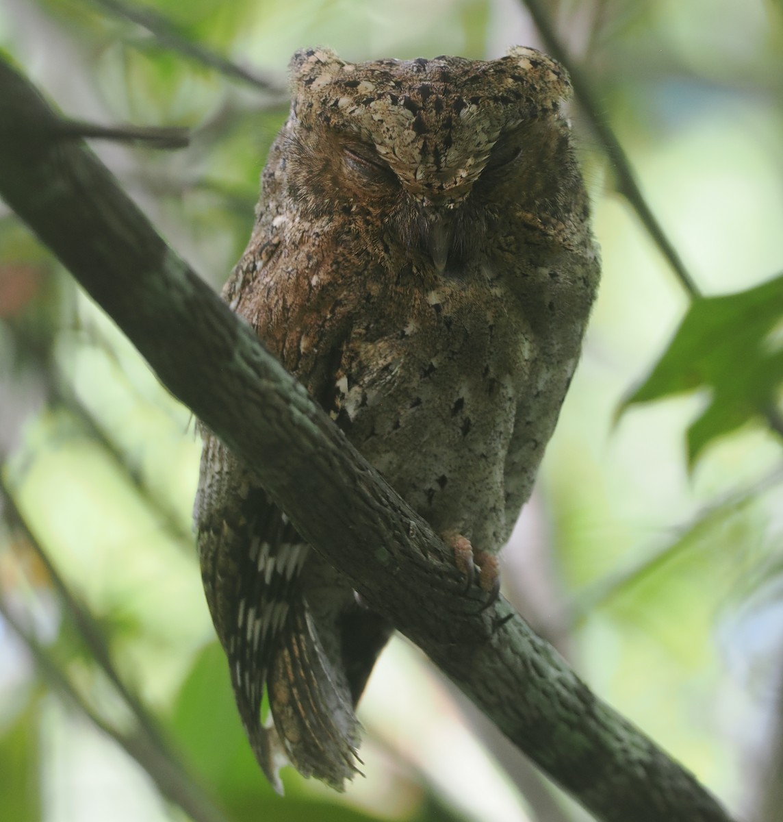 Sokoke Scops-Owl - ML645771862