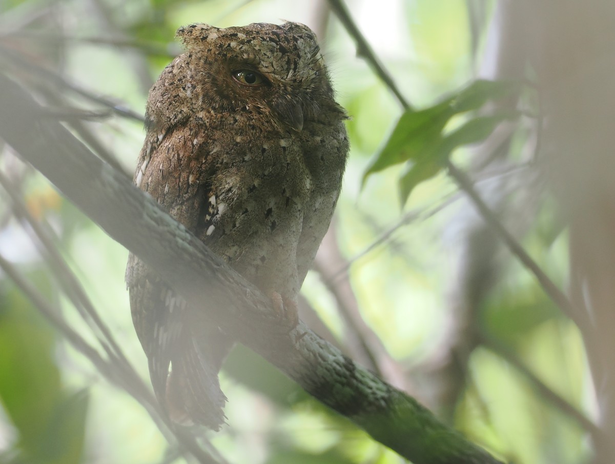 Sokoke Scops-Owl - ML645771865