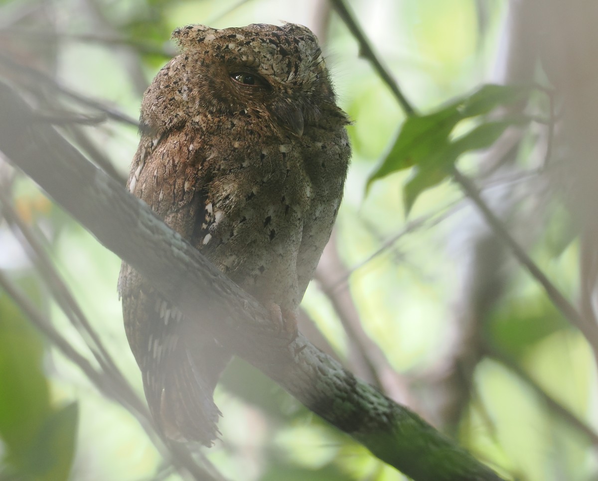 Sokoke Scops-Owl - ML645771868