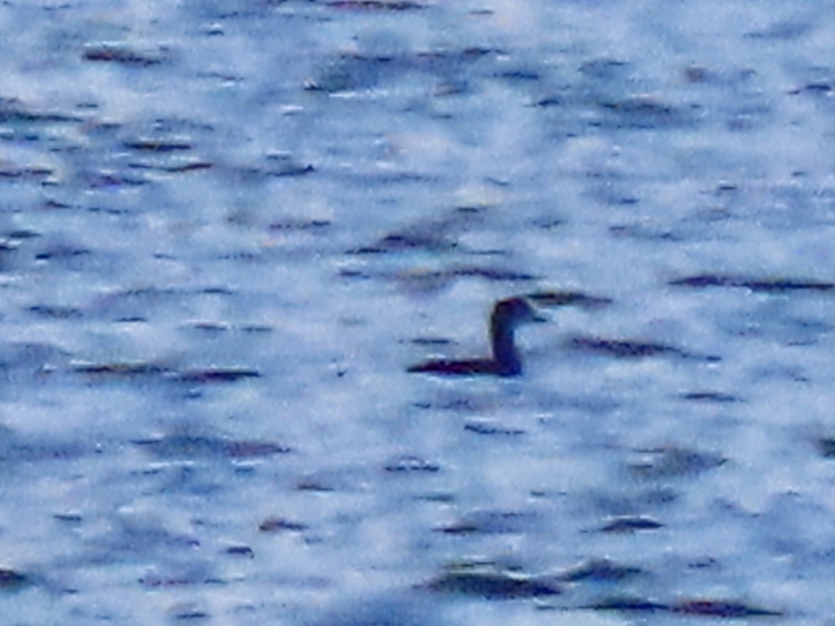 赤頸鸊鷉 - ML645771869