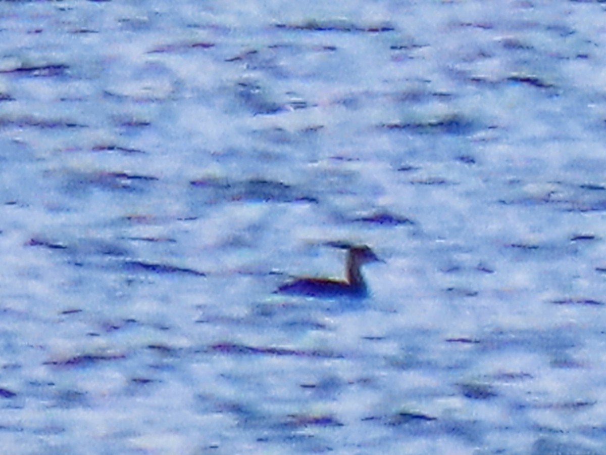 赤頸鸊鷉 - ML645771870