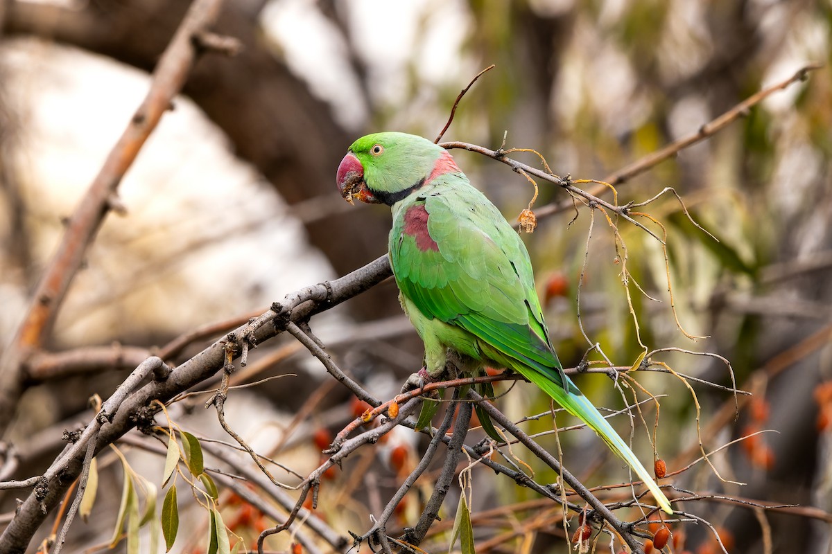 Alexandrine Parakeet - ML645771871