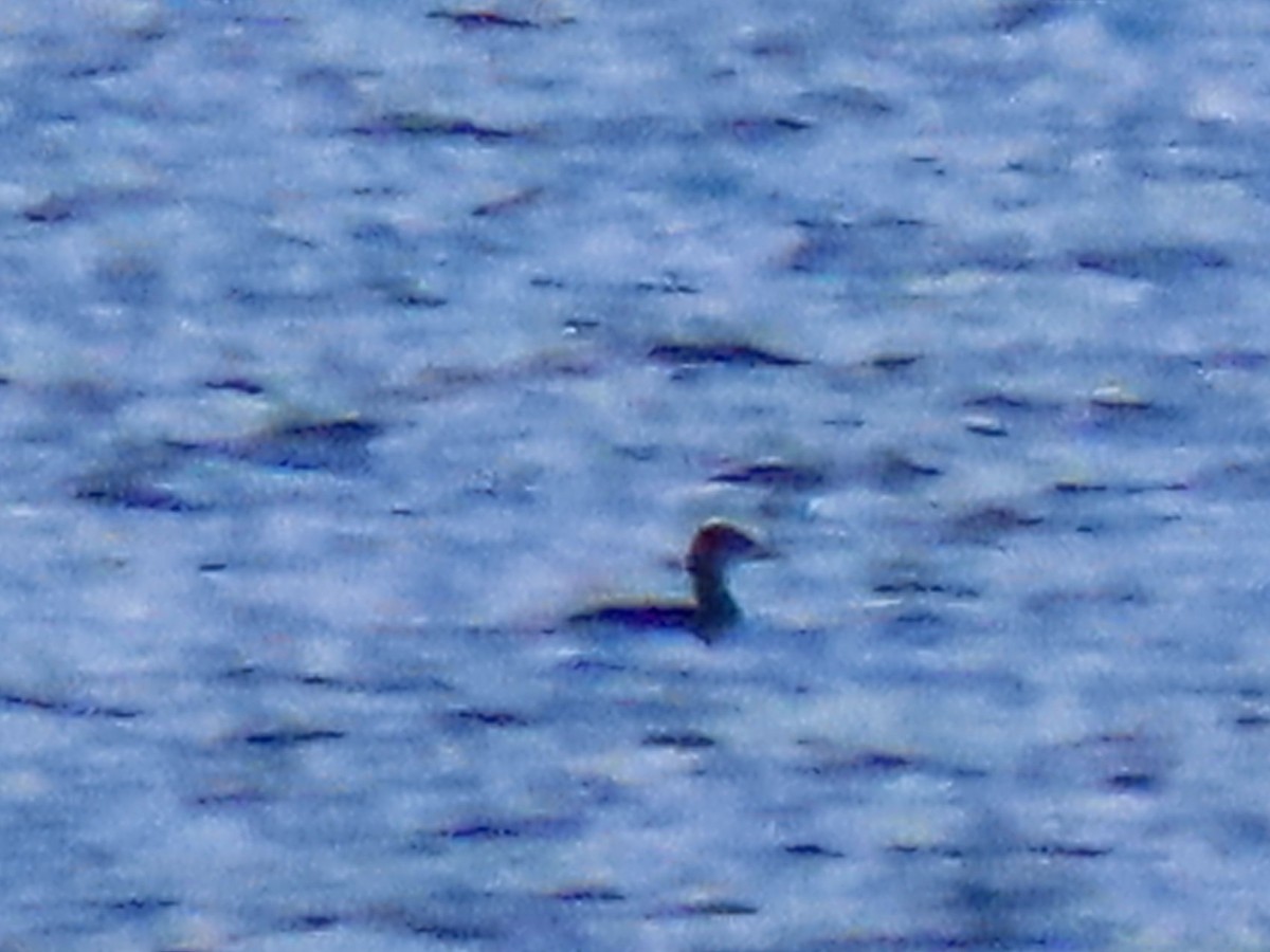 赤頸鸊鷉 - ML645771872