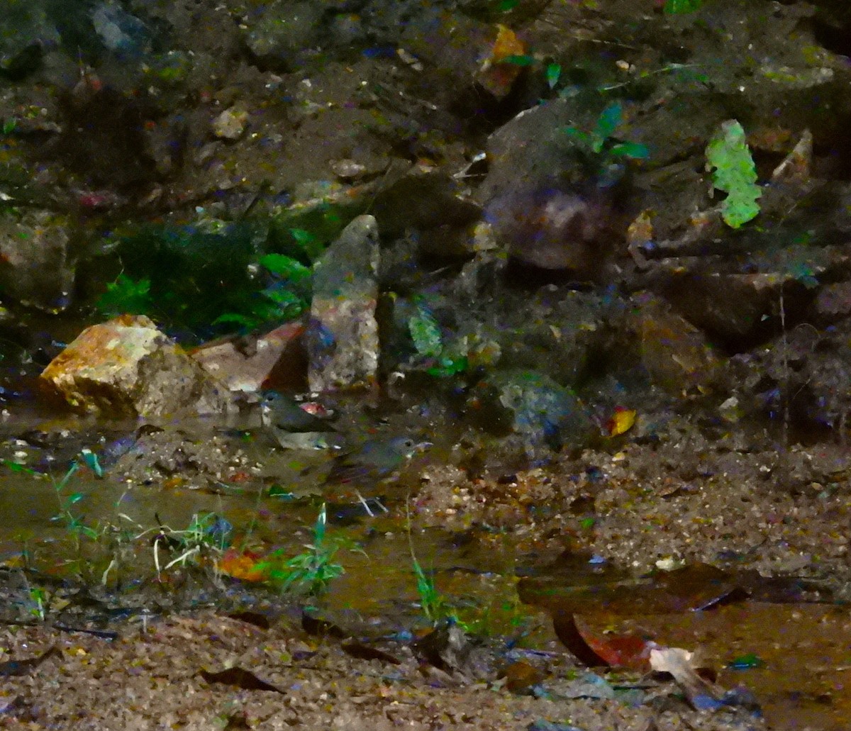 シロハラヒメアオヒタキ - ML645771875