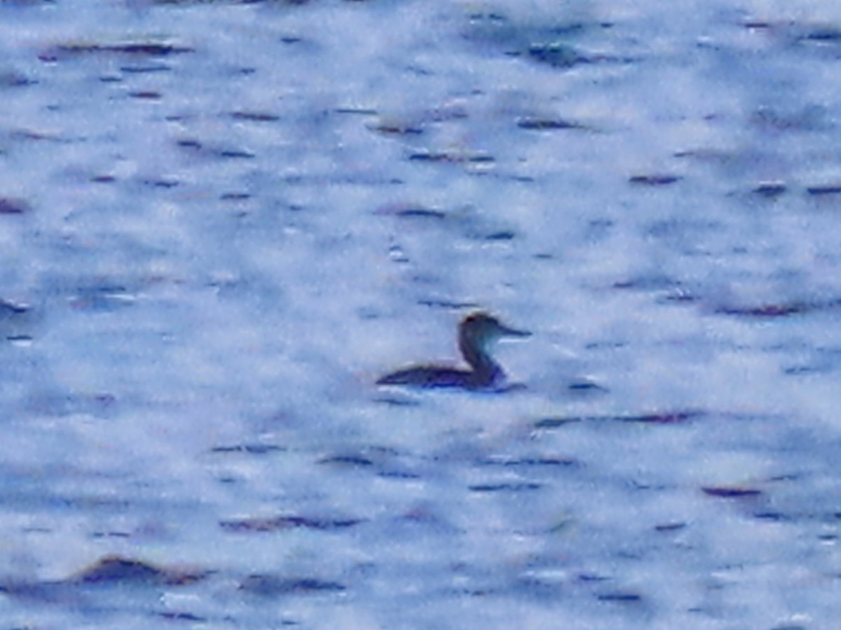 赤頸鸊鷉 - ML645771876